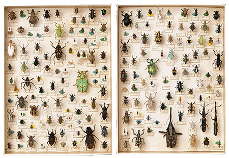 Weavil Specimens, Natural History Museum, London. Image: © Natural History Museum, London / Bridgeman Images